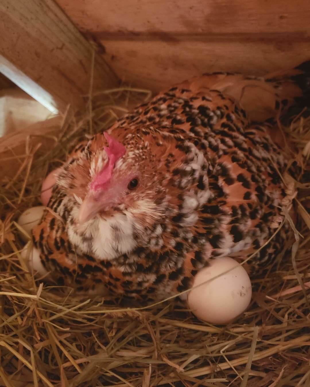 Little Dottie sitting on 14 eggs.